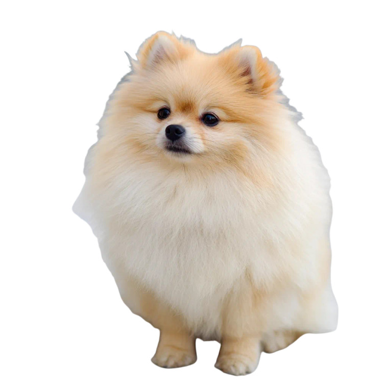 Pomeranian With Muffler Vinyl Car Decal Sticker – Waterproof & UV-Resistant 3.4133333333333336"