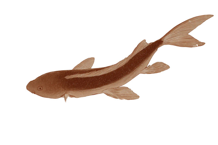 Japanese Comic Catfish V2 Vinyl Car Decal Sticker – Waterproof & UV-Resistant 2.986666666666667"