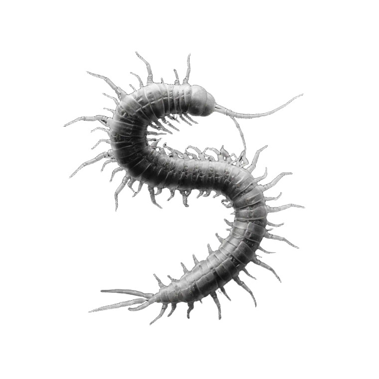 Microrealist Centipede Vinyl Car Decal Sticker – Waterproof & UV-Resistant 3.4133333333333336"