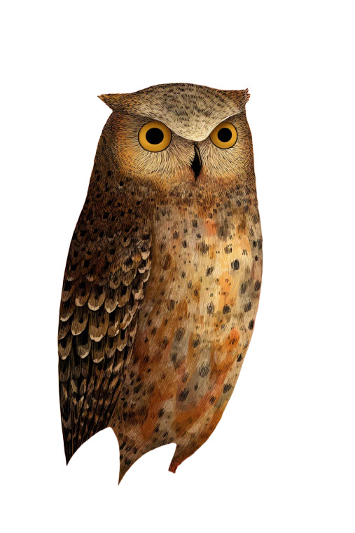 Owl Illustration Vinyl Car Decal Sticker – Waterproof & UV-Resistant 4.4