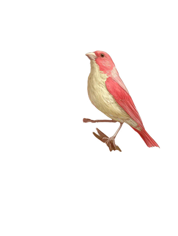 Floral Bird Composition Vinyl Car Decal Sticker – Waterproof & UV-Resistant 4.1066666666666665"