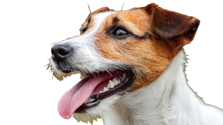 Playful Jack Russell V4 Vinyl Car Decal Sticker – Waterproof & UV-Resistant 5.4