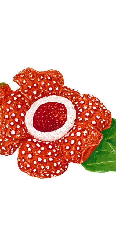 Rafflesia Illustration V2 Vinyl Car Decal Sticker – Waterproof & UV-Resistant 10.2