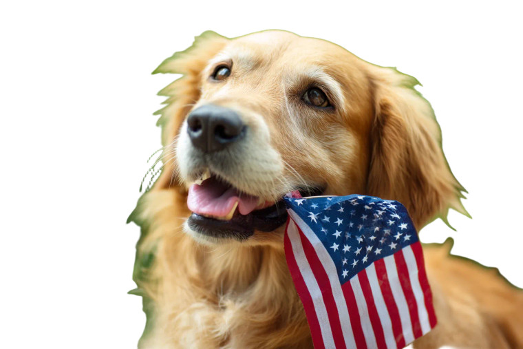 Patriotic Golden Retriever V3 Vinyl Car Decal Sticker – Waterproof & UV-Resistant 2.986666666666667"