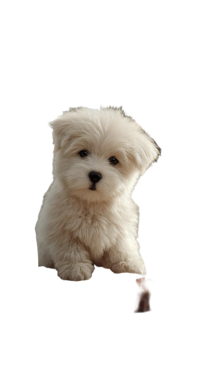 Puppy At Table Vinyl Car Decal Sticker – Waterproof & UV-Resistant 4.8533333333333335"