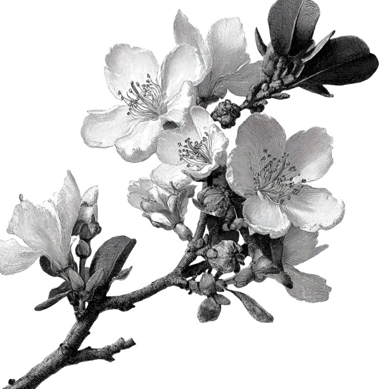 Creosote Plant Closeup Vinyl Car Decal Sticker – Waterproof & UV-Resistant 3.4133333333333336"