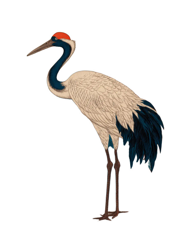 Red-Crowned Crane V3 Vinyl Car Decal Sticker – Waterproof & UV-Resistant 4.1066666666666665"