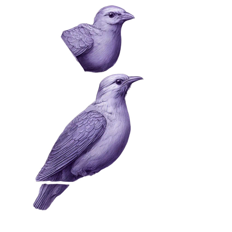 Violet Sketch Birds Vinyl Car Decal Sticker – Waterproof & UV-Resistant 3.4133333333333336"