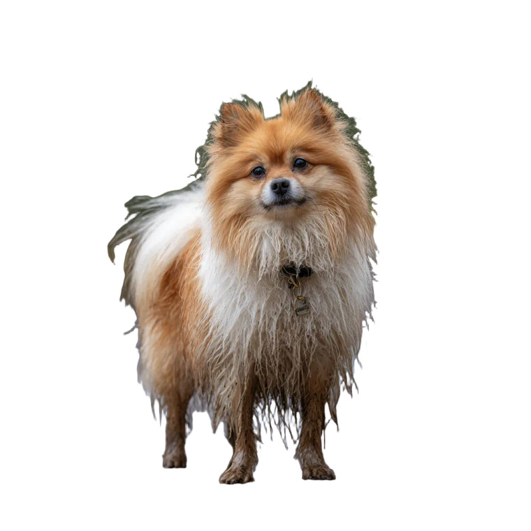 Muddy Pomeranian Vinyl Car Decal Sticker – Waterproof & UV-Resistant 6.826666666666667"