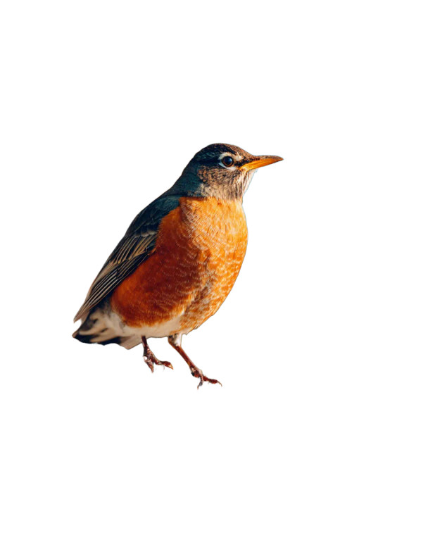 Bird Photo V2 Vinyl Car Decal Sticker – Waterproof & UV-Resistant 8.0"