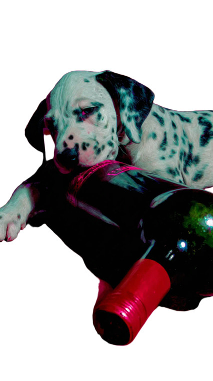 Puppy Spills Wine Vinyl Car Decal Sticker – Waterproof & UV-Resistant 9.706666666666667"