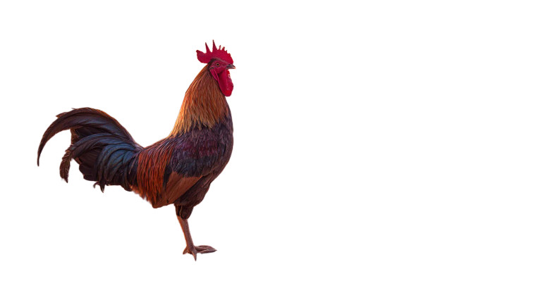 Proud Petra Rooster Vinyl Car Decal Sticker – Waterproof & UV-Resistant 5.4