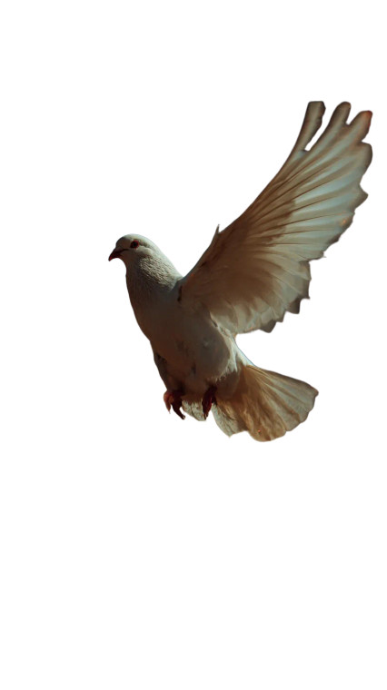 White Dove Escape V2 Vinyl Car Decal Sticker – Waterproof & UV-Resistant 9.706666666666667"