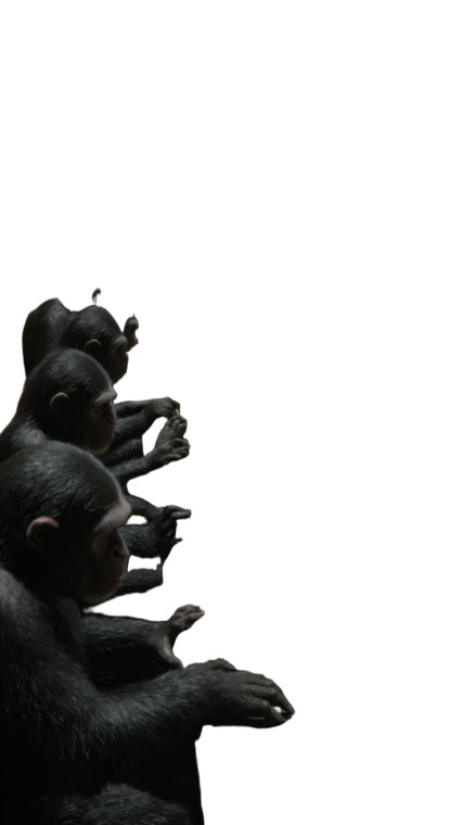 Typing Chimpanzees Spectacle Vinyl Car Decal Sticker – Waterproof & UV-Resistant 4.8533333333333335"