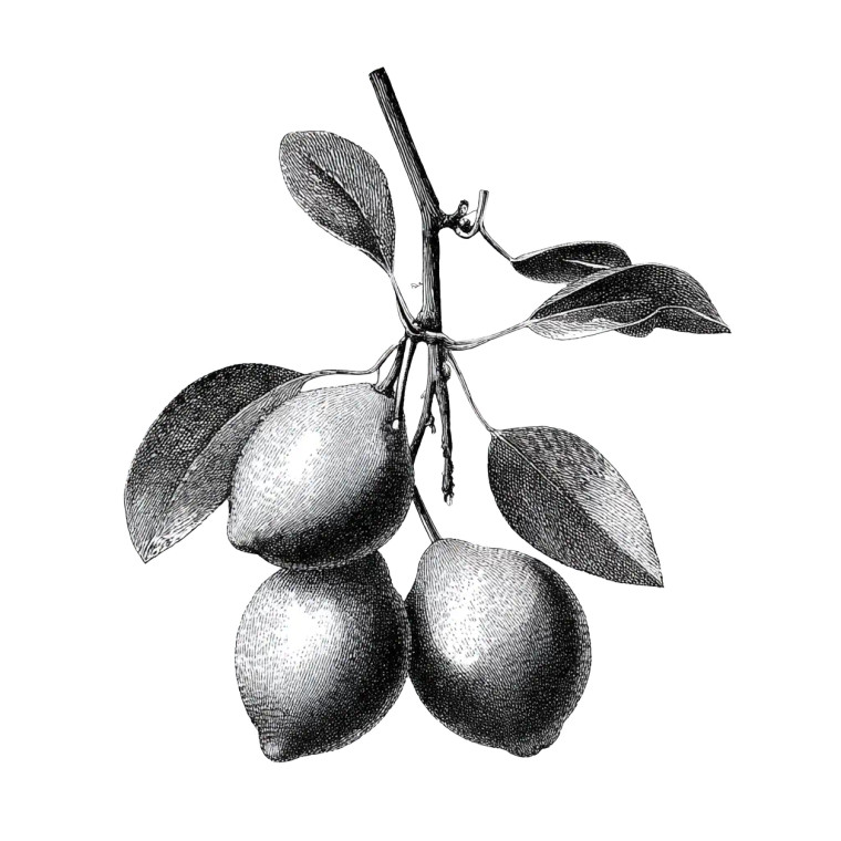 Kakadu Plum Cluster Vinyl Car Decal Sticker – Waterproof & UV-Resistant 6.826666666666667"