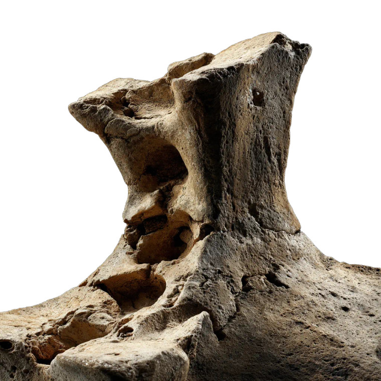 Weathered Vertebra Bone Vinyl Car Decal Sticker – Waterproof & UV-Resistant 3.4133333333333336"