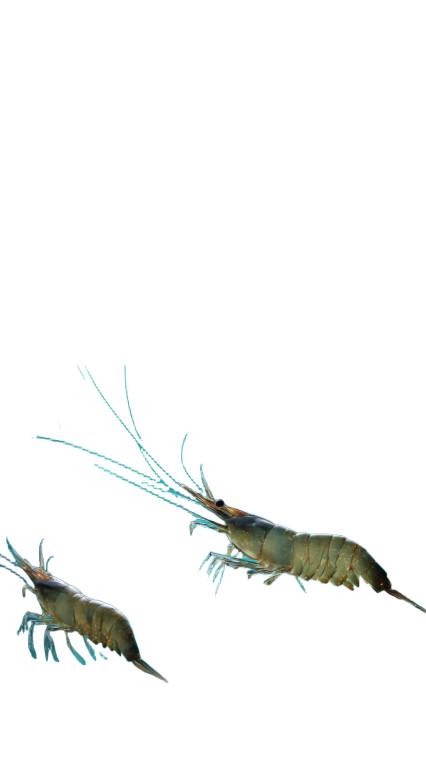 Underwater Shrimp Scene Vinyl Car Decal Sticker – Waterproof & UV-Resistant 9.706666666666667"