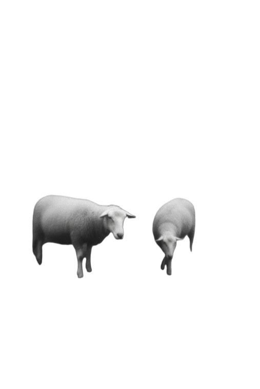 Mysterious Figure With Sheeps Vinyl Car Decal Sticker – Waterproof & UV-Resistant 4.4