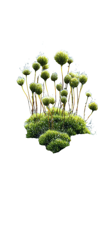 Moss On Rock V2 Vinyl Car Decal Sticker – Waterproof & UV-Resistant 10.666666666666666"