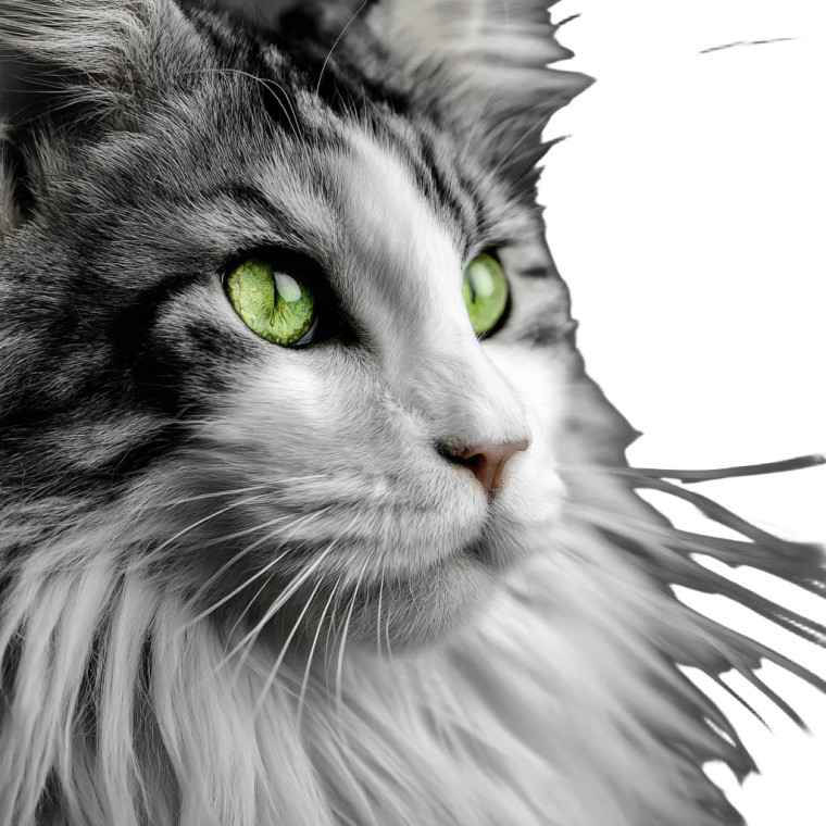 Majestic Maine Coon Vinyl Car Decal Sticker – Waterproof & UV-Resistant 6.826666666666667"