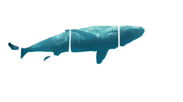 Aquarium Whale Scene Vinyl Car Decal Sticker – Waterproof & UV-Resistant 5.4