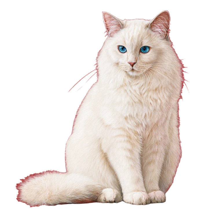 White Ragdoll Cat V4 Vinyl Car Decal Sticker – Waterproof & UV-Resistant 3.4133333333333336"