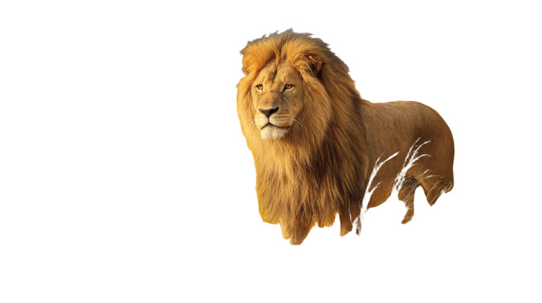 Lion On Savannah Vinyl Car Decal Sticker – Waterproof & UV-Resistant 2.72"