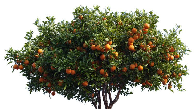 Orange Tree Canopy V2 Vinyl Car Decal Sticker – Waterproof & UV-Resistant 5.4