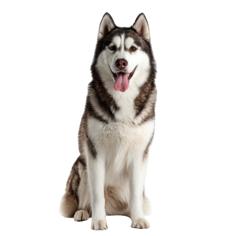 White Husky Vinyl Car Decal Sticker – Waterproof & UV-Resistant 6.826666666666667"