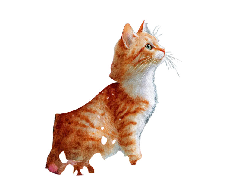 Fairy Cat V2 Vinyl Car Decal Sticker – Waterproof & UV-Resistant 3.2"