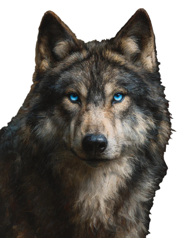 Majestic Wolf Portrait V5 Vinyl Car Decal Sticker – Waterproof & UV-Resistant 4.1066666666666665"