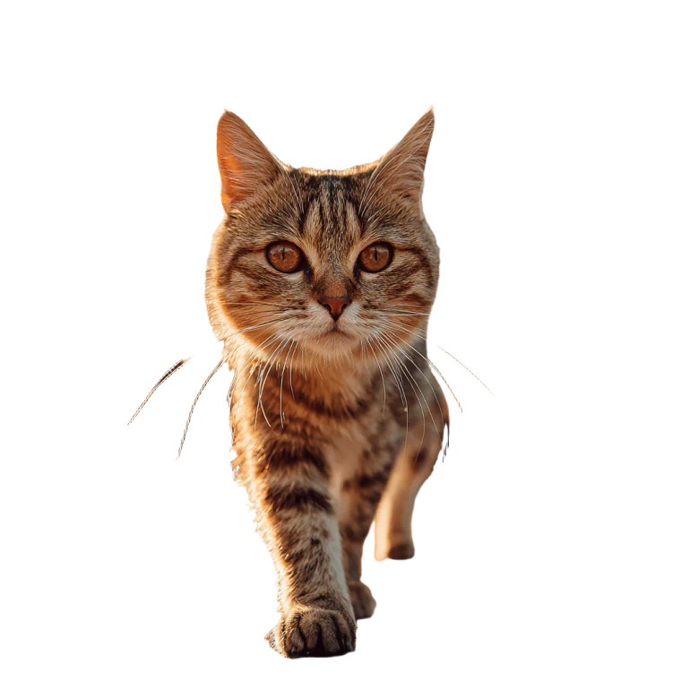 Cat At Eiffel Tower Vinyl Car Decal Sticker – Waterproof & UV-Resistant 6.826666666666667"