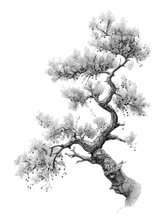 Juniper Shrub Illustration Vinyl Car Decal Sticker – Waterproof & UV-Resistant 4.1066666666666665"