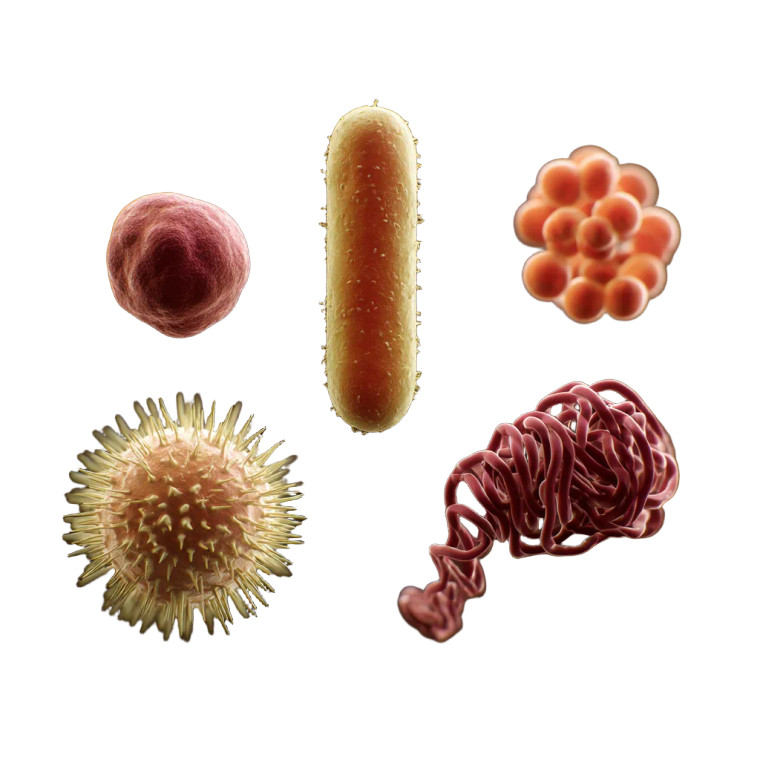 Microbes In Focus Vinyl Car Decal Sticker – Waterproof & UV-Resistant 6.826666666666667"
