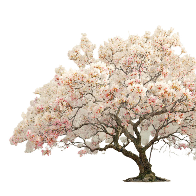 Almond Tree Bloom Vinyl Car Decal Sticker – Waterproof & UV-Resistant 3.4133333333333336"