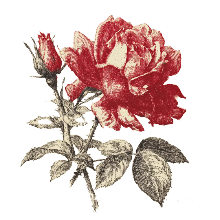 Anatomical Rose Illustration Vinyl Car Decal Sticker – Waterproof & UV-Resistant 3.4133333333333336"