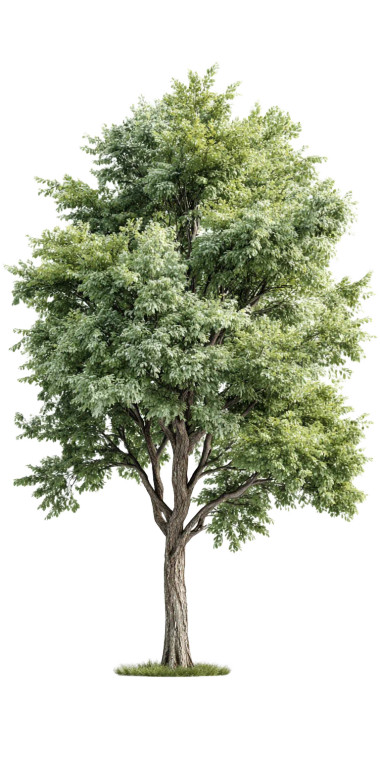 Garden Tree Vinyl Car Decal Sticker – Waterproof & UV-Resistant 10.2