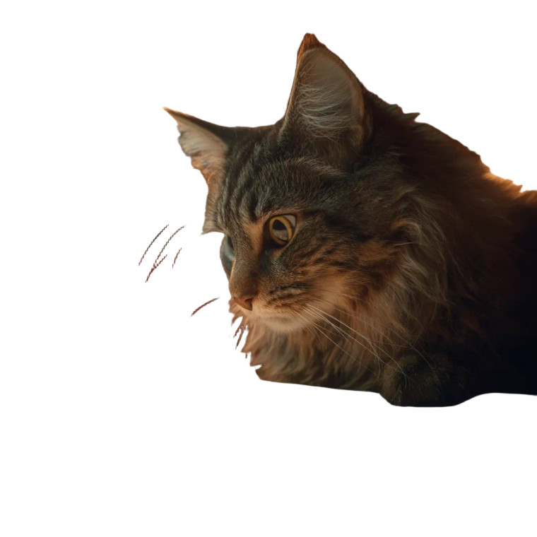 Cat Reading Menu Vinyl Car Decal Sticker – Waterproof & UV-Resistant 6.826666666666667"