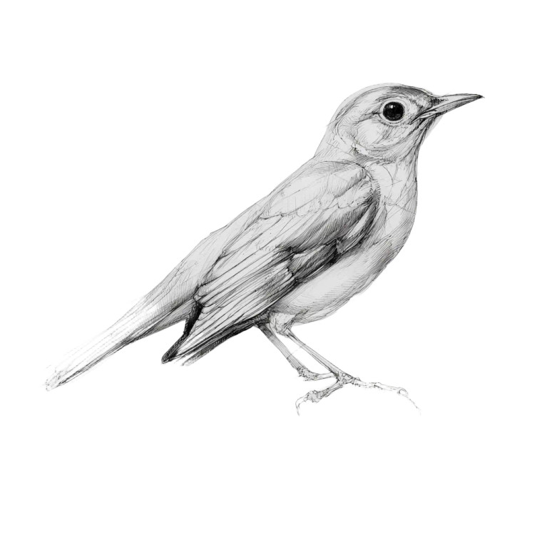 Nightingale Sketch Vinyl Car Decal Sticker – Waterproof & UV-Resistant 3.4133333333333336"