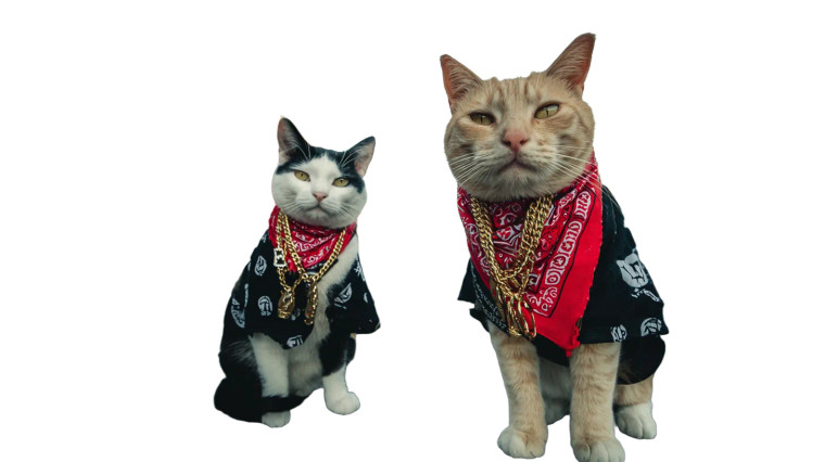 Angry Gangster Cats V2 Vinyl Car Decal Sticker – Waterproof & UV-Resistant 5.4