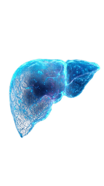Holographic Human Liver Vinyl Car Decal Sticker – Waterproof & UV-Resistant 9.706666666666667"
