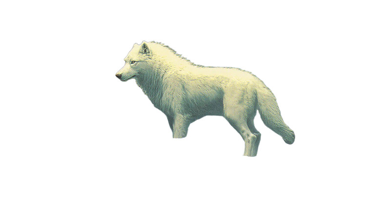 Majestic White Direwolf Vinyl Car Decal Sticker – Waterproof & UV-Resistant 2.72"
