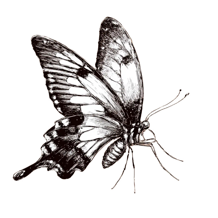 Sketch Butterfly V2 Vinyl Car Decal Sticker – Waterproof & UV-Resistant 3.4133333333333336"