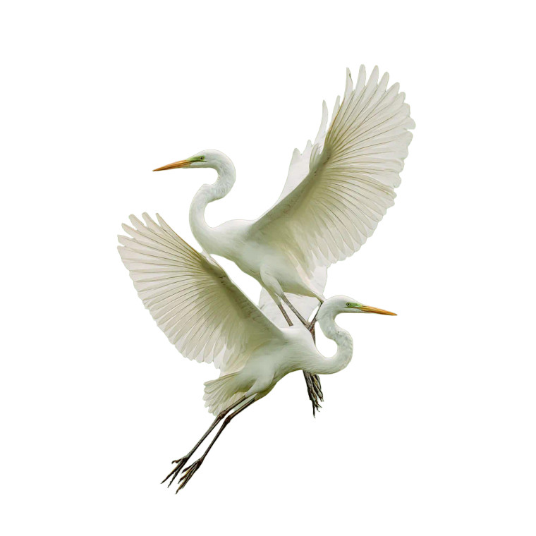 Dancing White Herons Vinyl Car Decal Sticker – Waterproof & UV-Resistant 6.826666666666667"