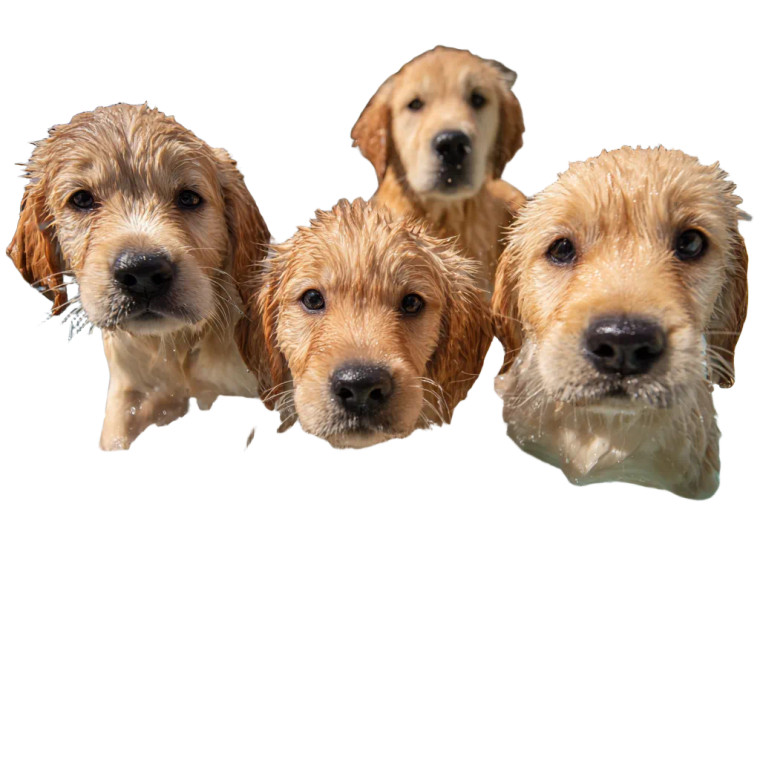 Golden Retriever Puppies Play Vinyl Car Decal Sticker – Waterproof & UV-Resistant 3.4133333333333336"