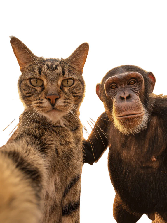 Tabby And Chimpanzee Selfie Vinyl Car Decal Sticker – Waterproof & UV-Resistant 4.1066666666666665"