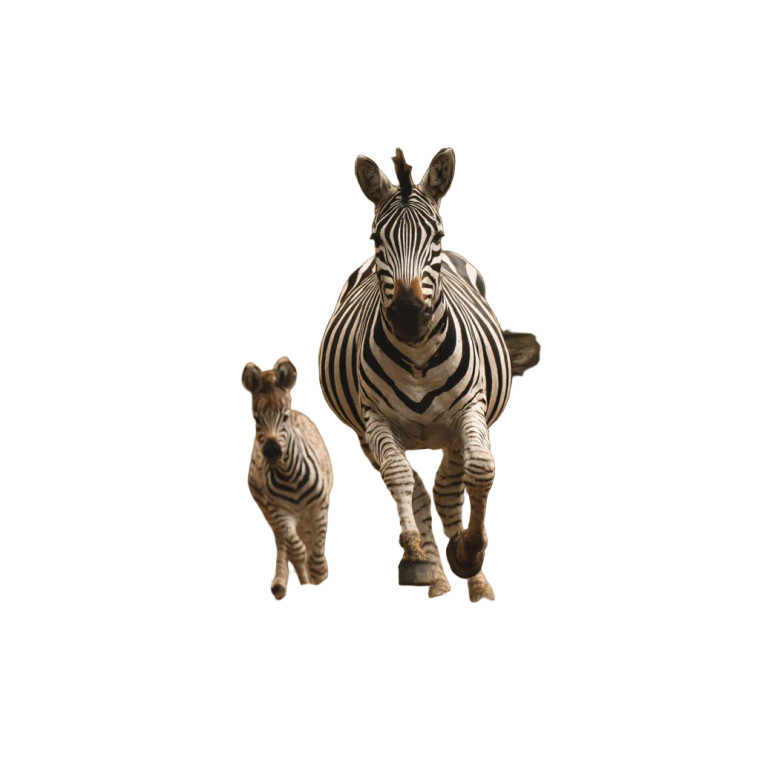 Joyful Zebra Duo Vinyl Car Decal Sticker – Waterproof & UV-Resistant 6.826666666666667"