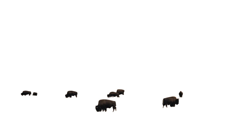 Grazing Bison Vinyl Car Decal Sticker – Waterproof & UV-Resistant 5.4