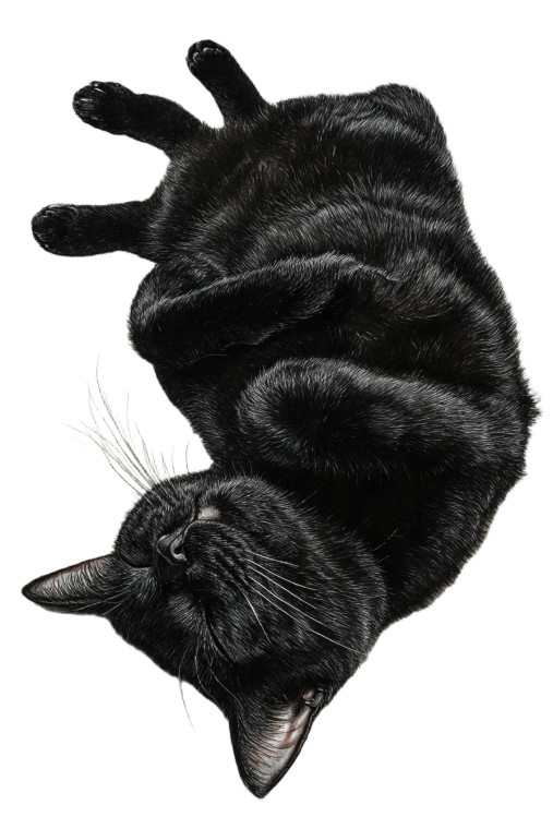 Sleeping Black Cat V12 Vinyl Car Decal Sticker – Waterproof & UV-Resistant 8.96"