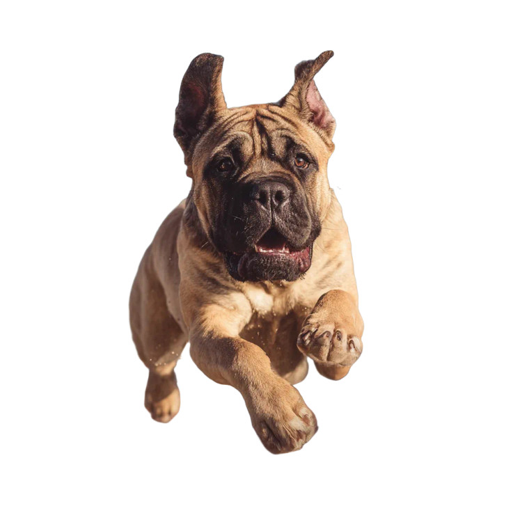 Flying Bullmastiff Vinyl Car Decal Sticker – Waterproof & UV-Resistant 6.826666666666667"
